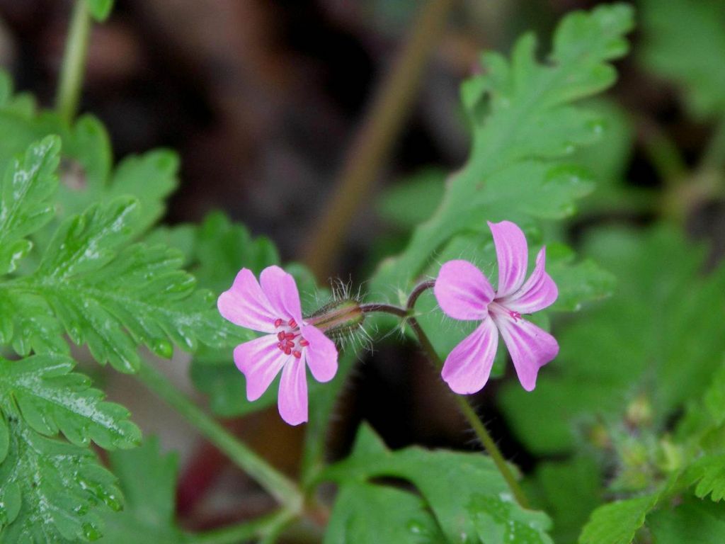 Geranium purpureum o robertianum?  Geranium purpureum